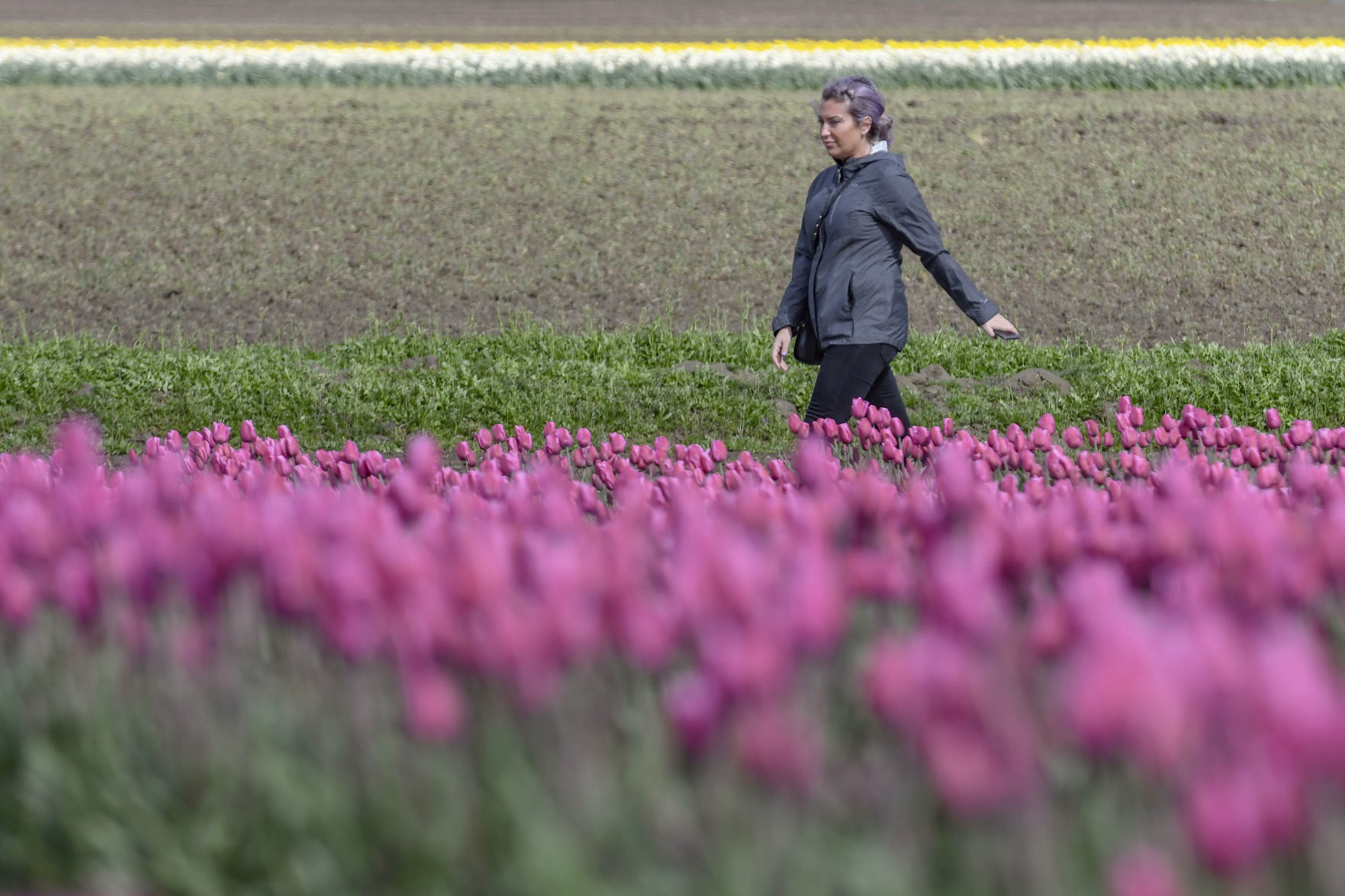 Tulips